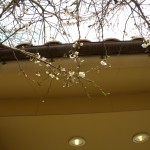DSCN5949